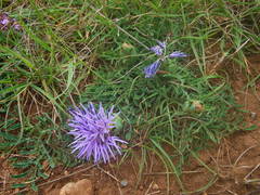 Carthamus mitissimus