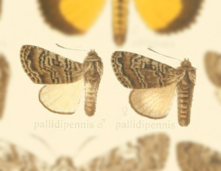 Anacronicta pallidipennis