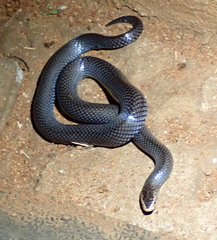 Lycophidion pygmaeum