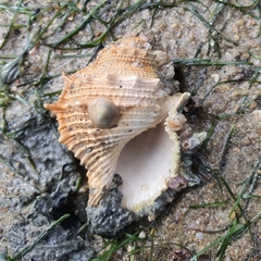 Bufonaria rana