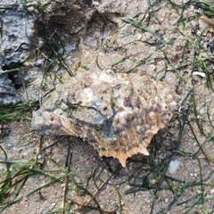 Bufonaria rana