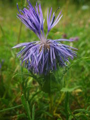 Carthamus mitissimus