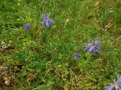 Carthamus mitissimus