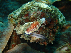 Goniobranchus collingwoodi