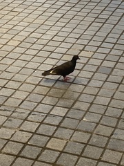 Columba livia domestica
