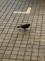 Columba livia domestica