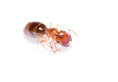 Colobopsis macrocephala