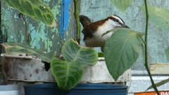 Campylorhynchus rufinucha