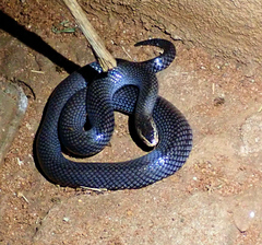 Lycophidion pygmaeum