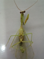 Parastagmatoptera