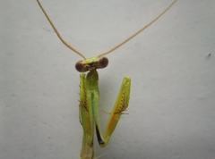 Parastagmatoptera