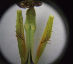 Parastagmatoptera