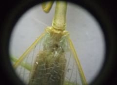 Parastagmatoptera