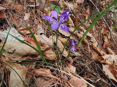 Iris rossii
