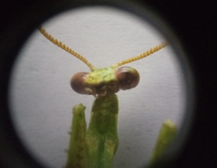 Parastagmatoptera