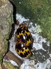 Iphiclus delineatus