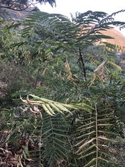 Zanthoxylum ailanthoides