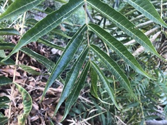 Zanthoxylum ailanthoides