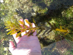 Stephanocystis
