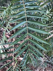 Zanthoxylum ailanthoides