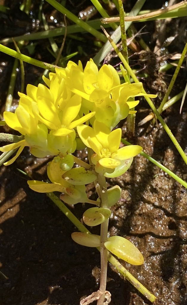 Crassula sebaeoides 2