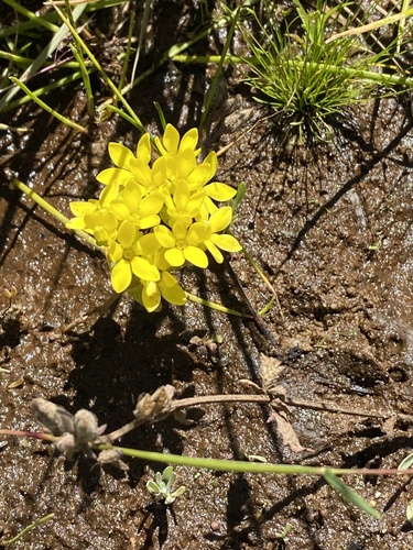 Crassula sebaeoides