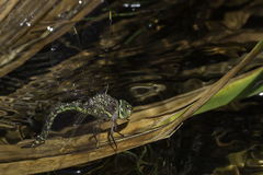 Pinheyschna subpupillata