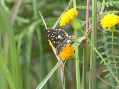 Ernsta dromus