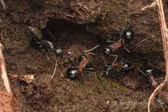 Polyrhachis lamellidens