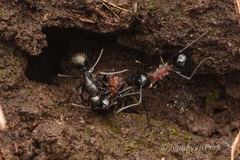 Polyrhachis lamellidens