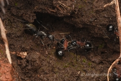 Polyrhachis lamellidens