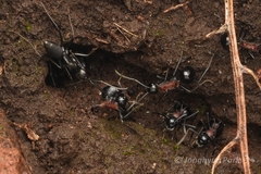 Polyrhachis lamellidens