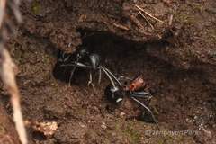 Polyrhachis lamellidens