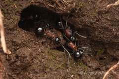 Polyrhachis lamellidens