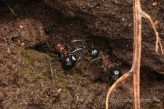 Polyrhachis lamellidens