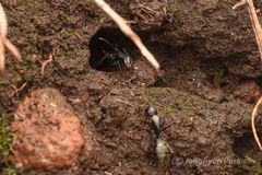 Polyrhachis lamellidens