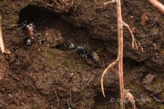 Polyrhachis lamellidens