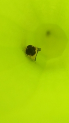 Exyra semicrocea