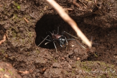 Polyrhachis lamellidens