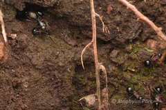 Polyrhachis lamellidens