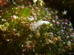 Nudipleura