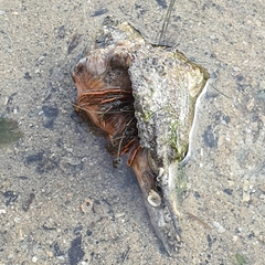 Clibanarius infraspinatus