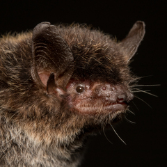 Myotis albescens