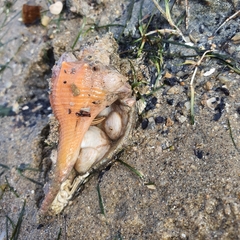 Clibanarius infraspinatus