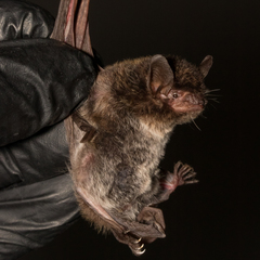 Myotis albescens