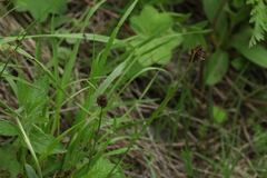 Luzula stenophylla