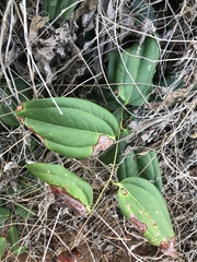 Smilax