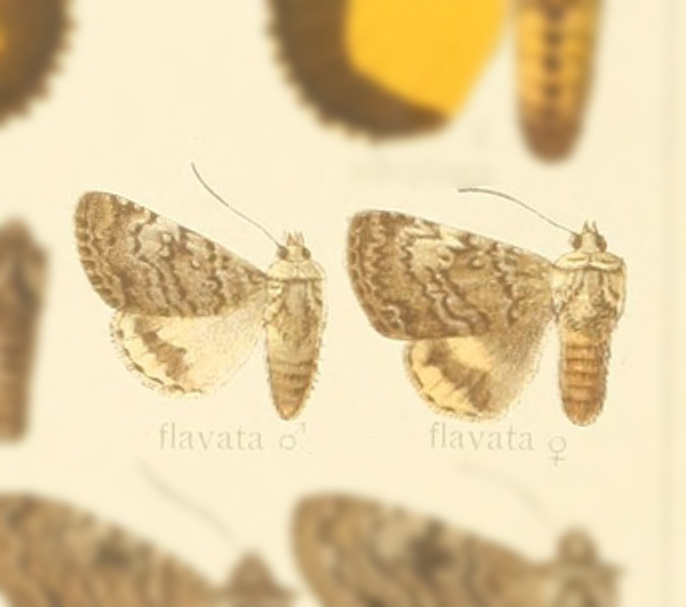 Tambana flavata