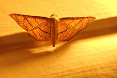 Hypolamprus ypsilon