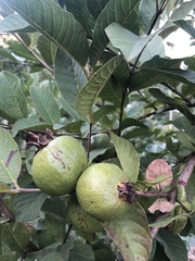 Psidium guajava
